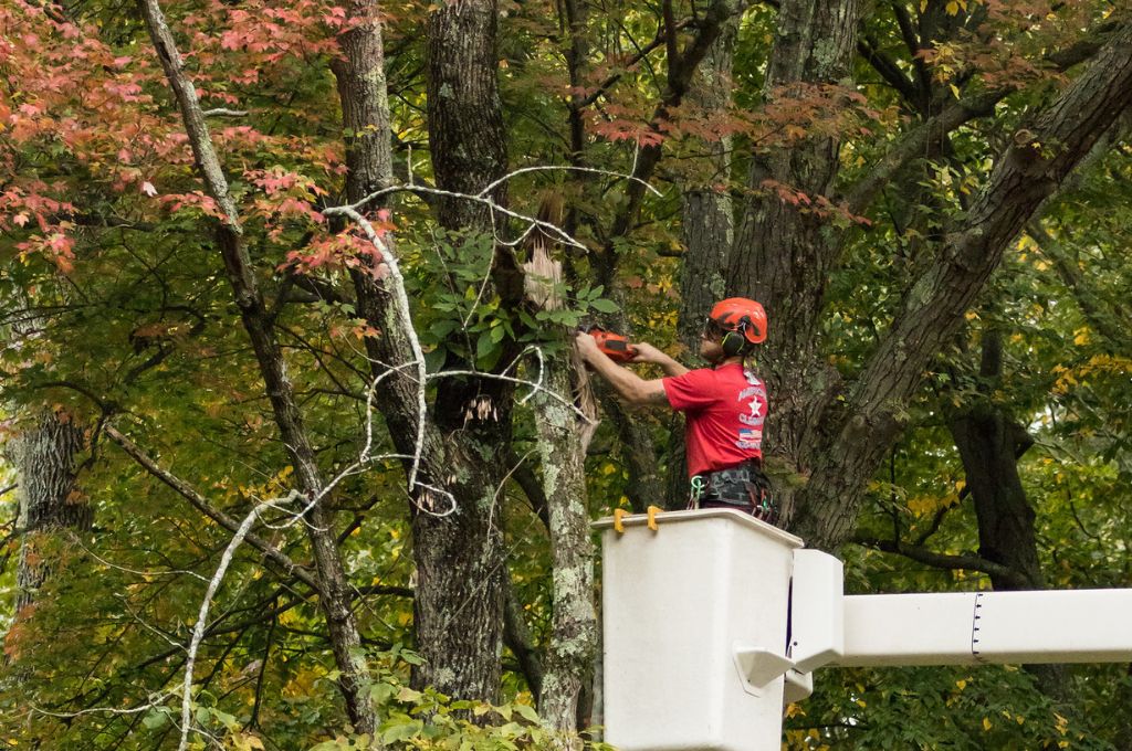An American Climbers worker uses a bucket truck to prune trees in Massachusetts in fall.