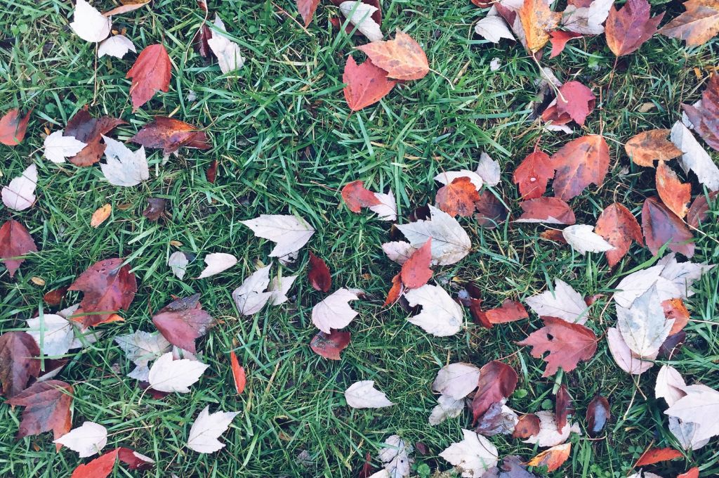 Fallen fall leaves on green grass in Massachusetts.