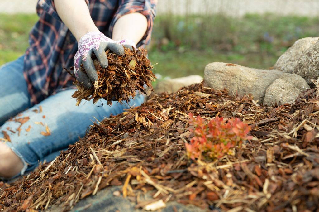 A woman wearing gardening gloves adds organic mulch to a planting bed in Massachusetts.