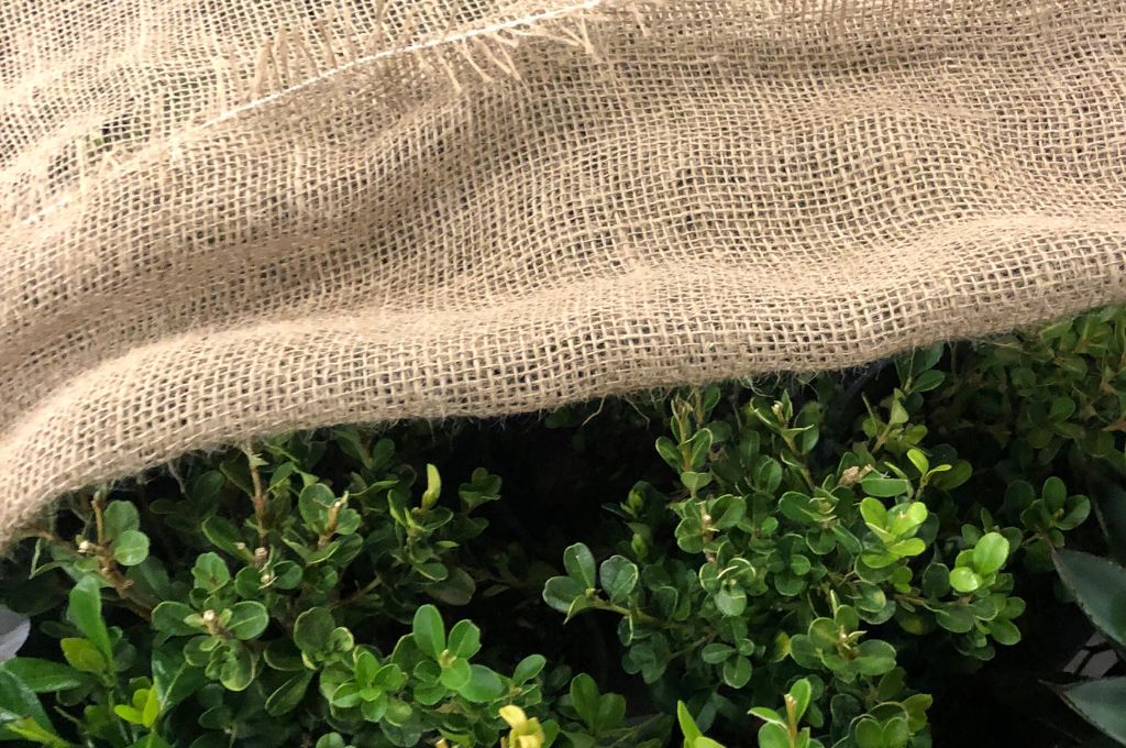 Broadleaf evergreen shrub covered with burlap to protect from winter weather.