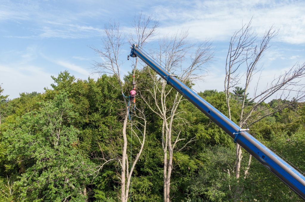 An American Climbers crew member working in a crane doing tree pruning.