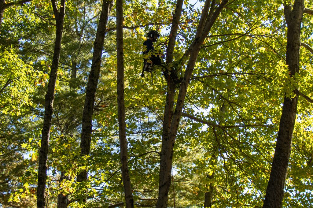An American Climbers tree climber working at the top of a tree in Massachusetts.
