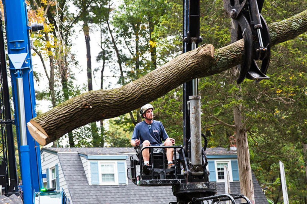 A tree care specialist from our team removes a tree after storm damage. 