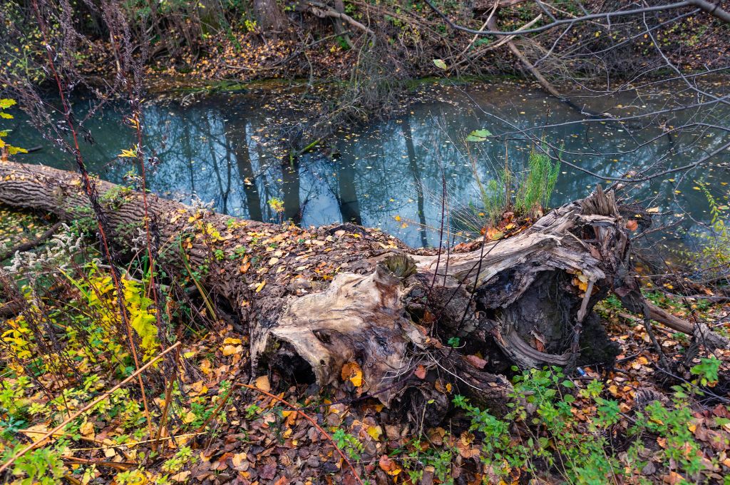 A tree that collapsed from saturated soil in Bolton. 