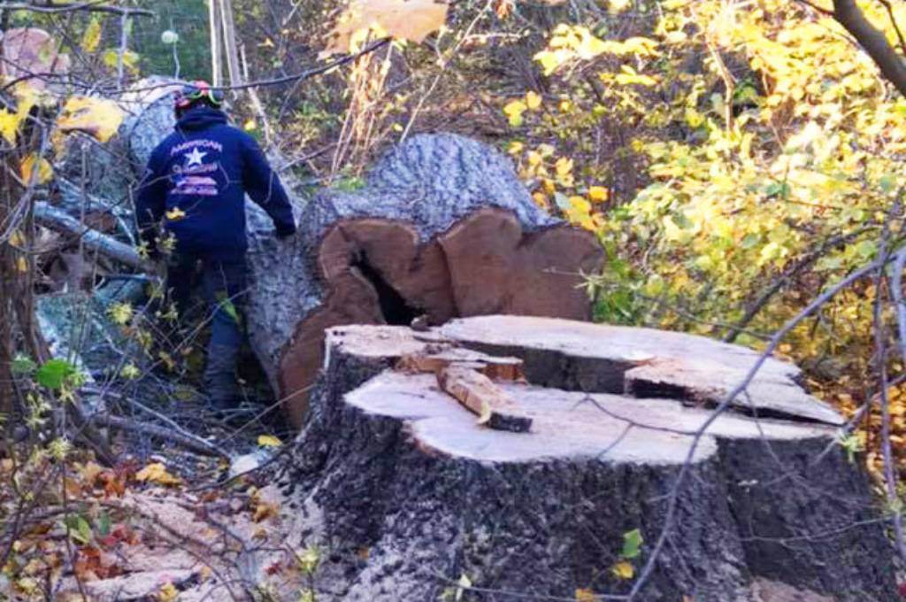 An American Climbers tree service professional away from a large leftover stump from a tree removal will need to be grinded out or removed.