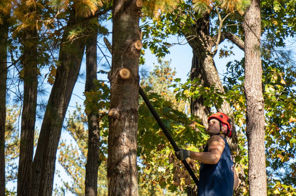 An American Climbers tree care worker uses a pole pruner to remove the lower branches of a tree.