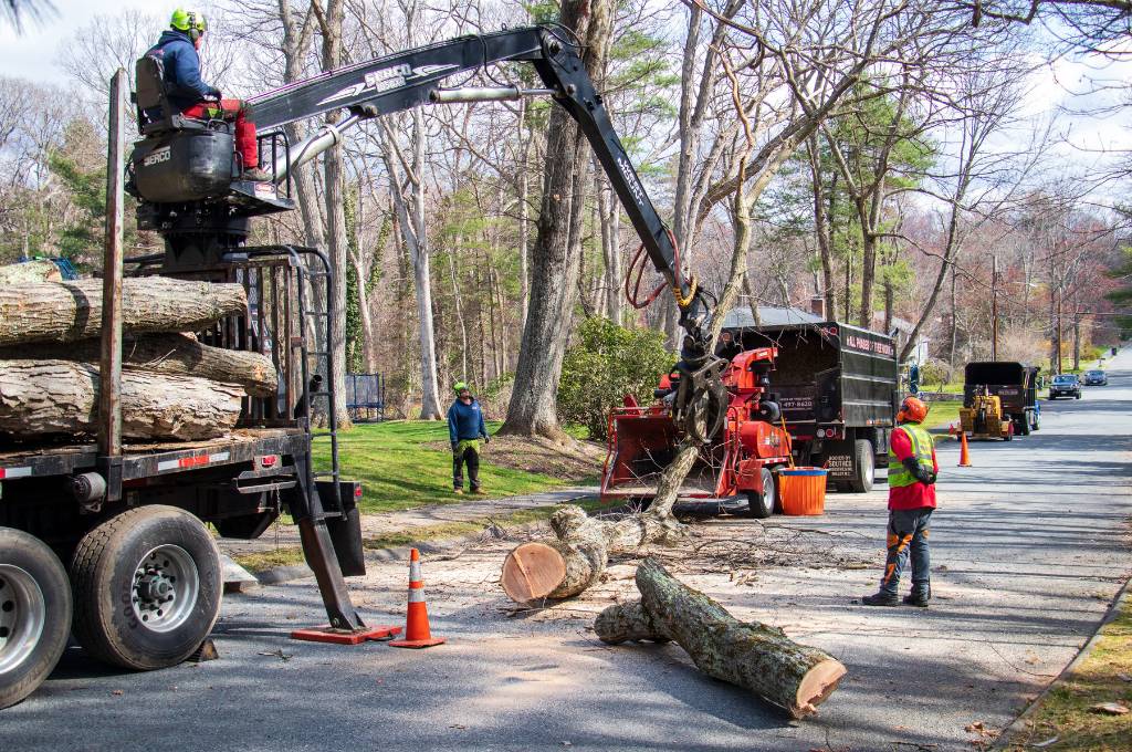 A tree professional sits in a raised seat above a log truck as he uses a mechanized knuckle boom and grapple to feed a long section of tree into the orange chipper on a suburban street with many trees lining the road.