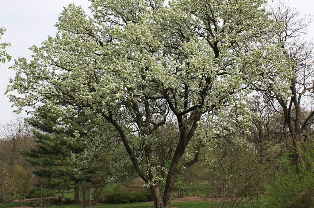A Bradford pear tree with a canopy full of white flowers grows among trees of various types; its bifurcated trunk starts at the base, making it one of our trees most likely to break in a storm.