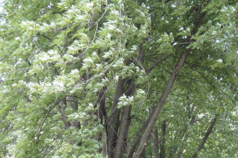 5 Massachusetts Trees Most Likely to Fall in Storms American Climbers