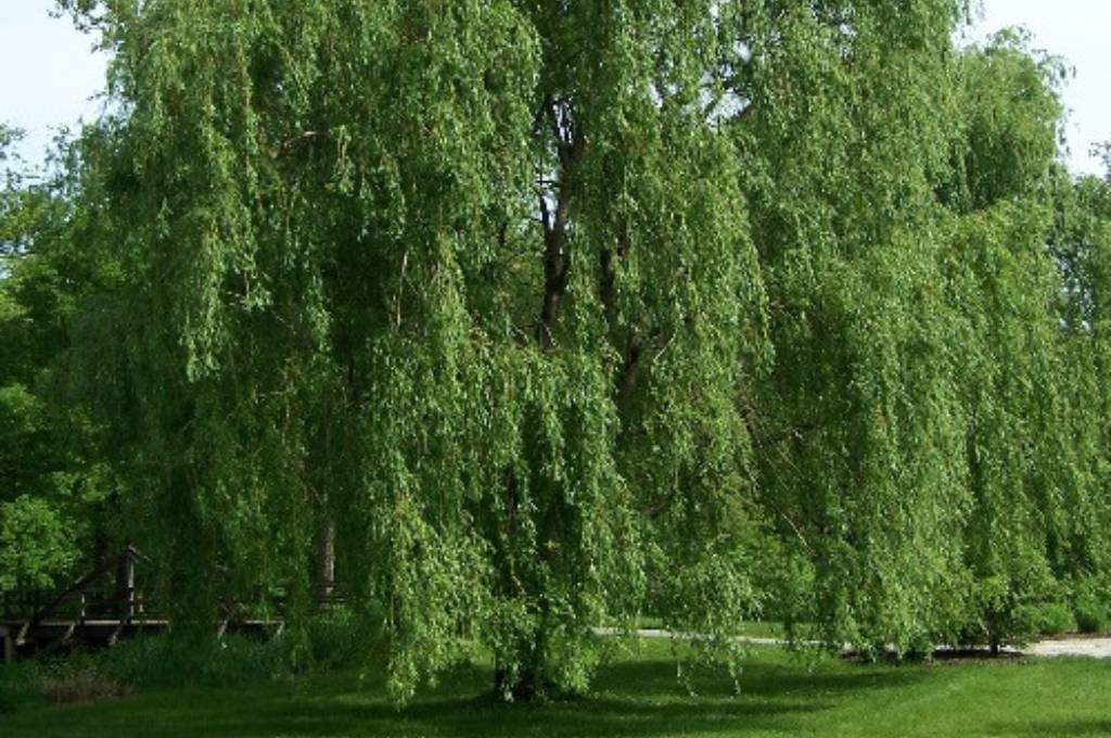 A golden willow stands tall on a plot of green grass; its branches and green leaves sag heavy and low from their limbs, completely obscuring the trunk.
