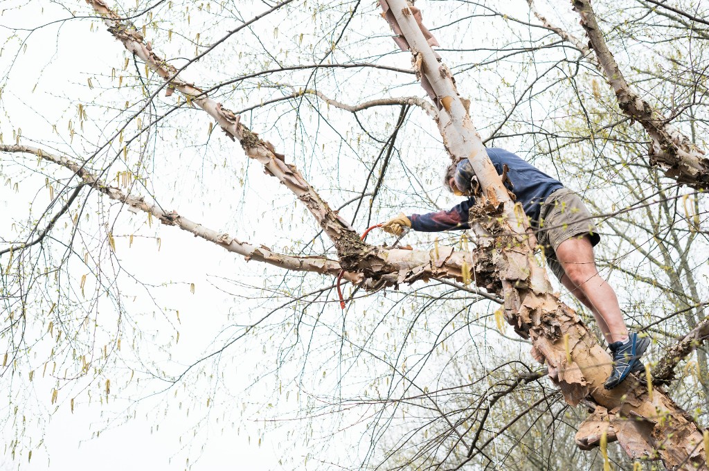 Tree Trimming FAQs for Healthier, Safer Trees A homeowner is unsafely attempting diy tree trimming with inadequate equipment, demonstrating dangerous practices that can lead to injury.