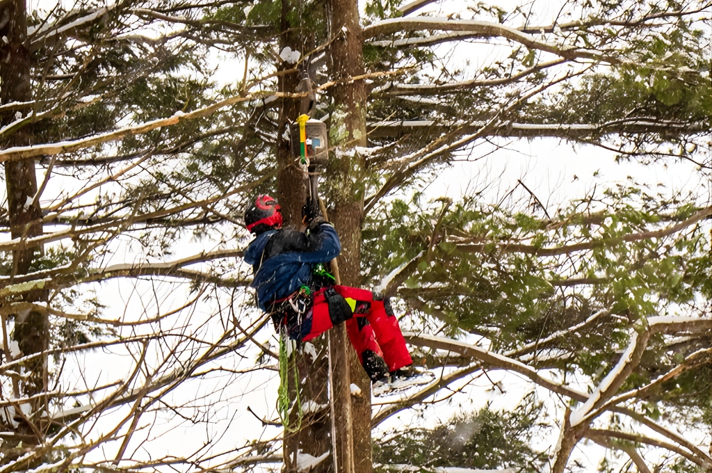 Tree Trimming FAQs for Healthier, Safer Trees An american climbers tree service professional in safety gear is operating from an aerial lift to trim mature tree branches in massachusetts.