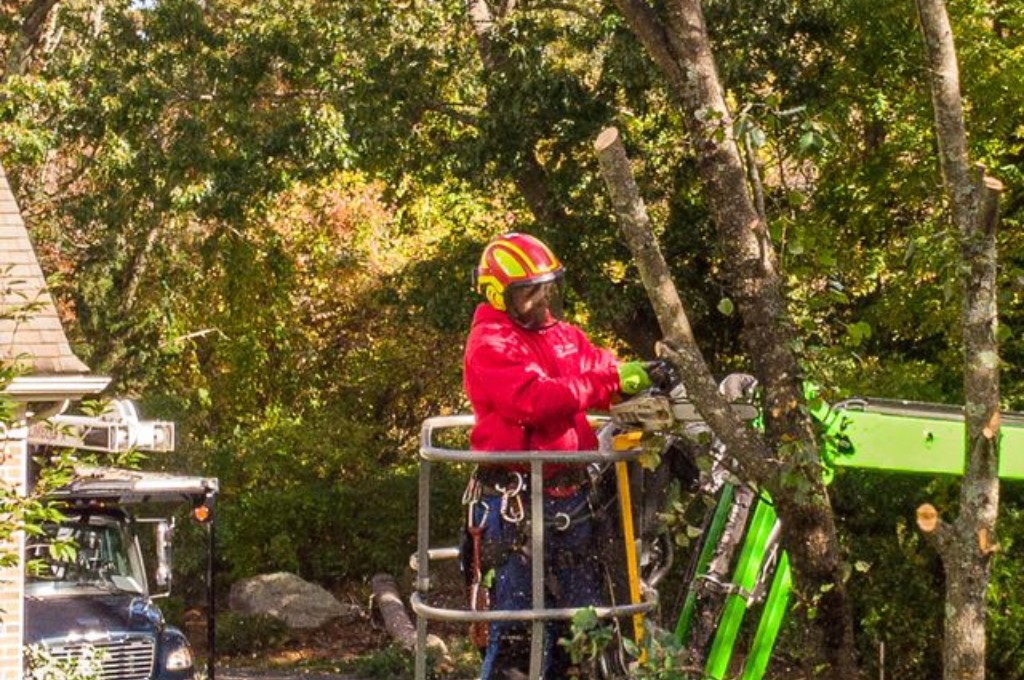 Tree Trimming FAQs for Healthier, Safer Trees Tree crew on a powerlift with a chainsaw pruning a tree on a property near ma