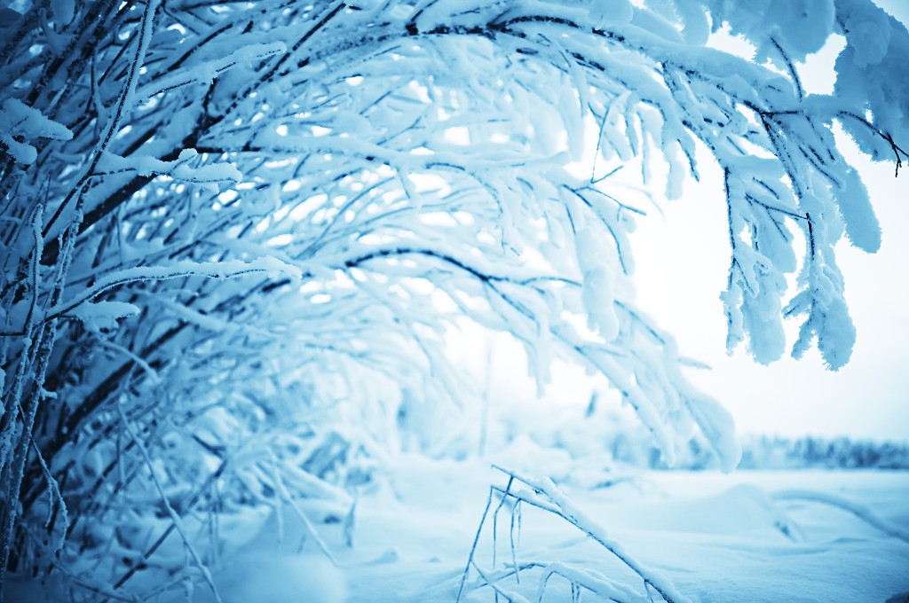 Tree Trimming FAQs for Healthier, Safer Trees Tree branches are heavily laden with snow and ice in a metrowest massachusetts winter landscape, showing the weight load that can cause tree failure without proper pruning.