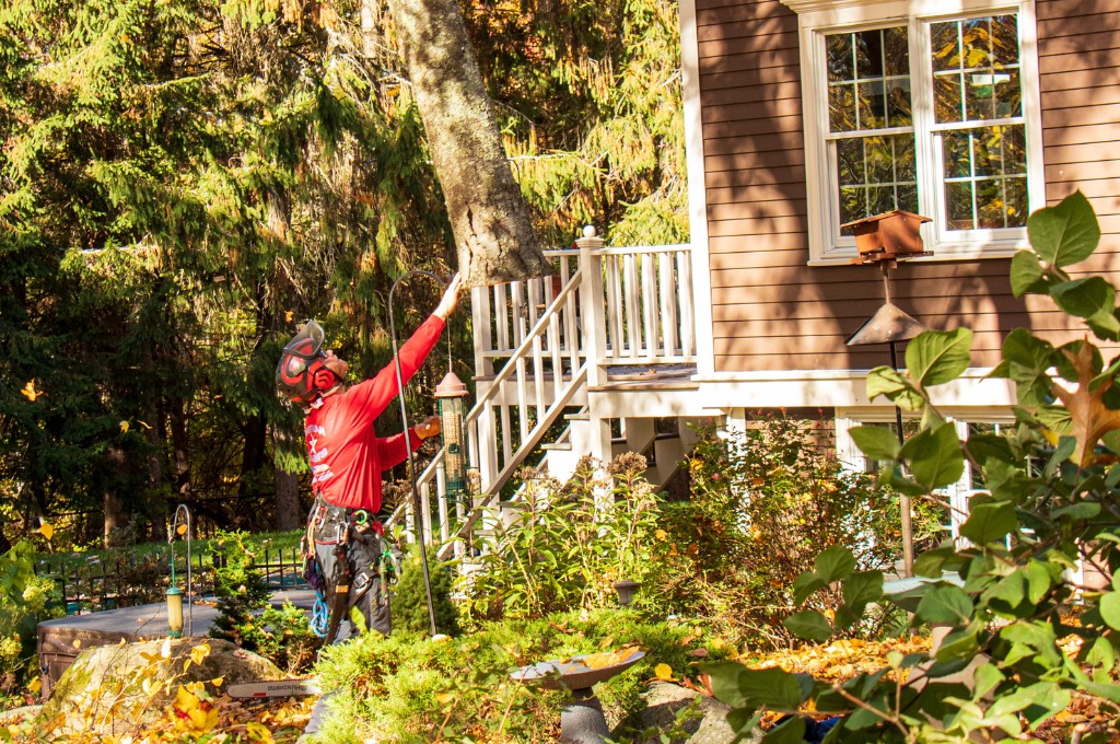 The american climbers team using a crane to remove a pine tree that is growing too close to a home and causing foundation damage in natick, ma.
