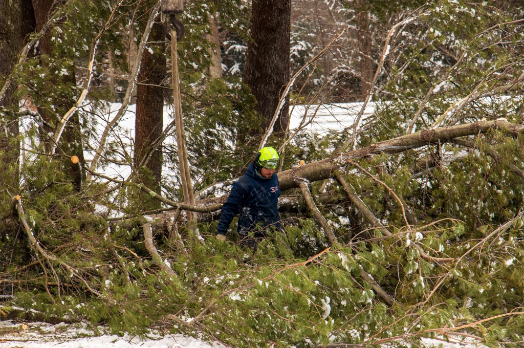 Your Tree Emergency Action Plan When Winter Storms Hit the MetroWest An american climbers professional in safety gear removing storm-damaged evergreen branches during winter emergency response in metrowest massachusetts.