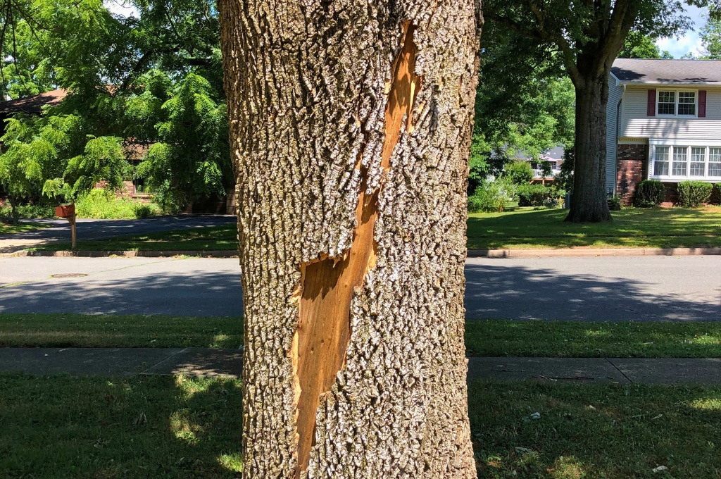 An ash tree showing bark damage from a lightning strike in wayland, ma.