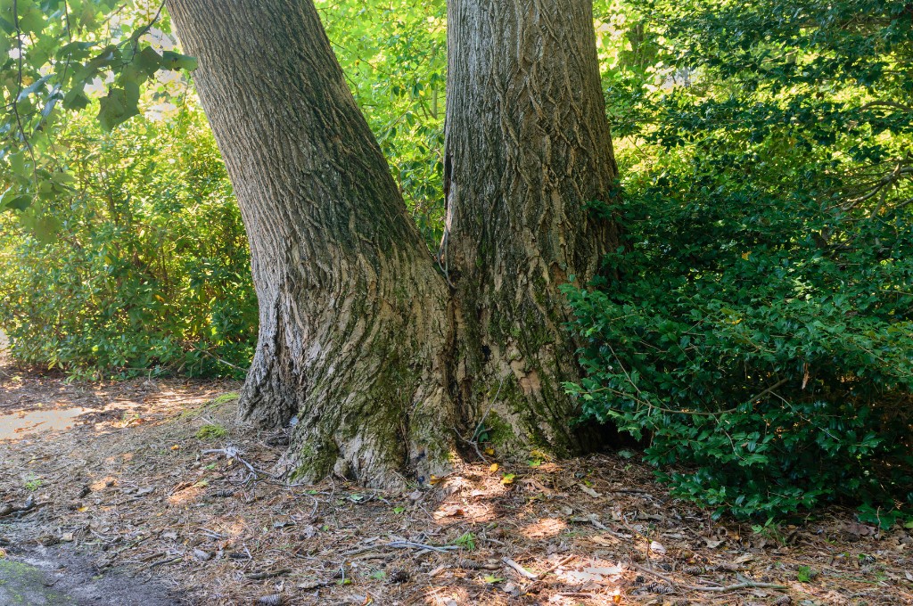 A tree with codominant stems in wayland, ma.