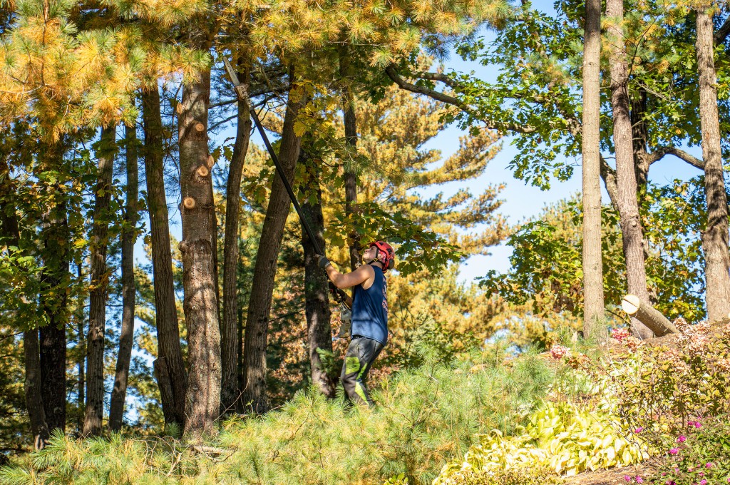 A member of the american climbers grounds crew pruning a tree in southborough, ma.