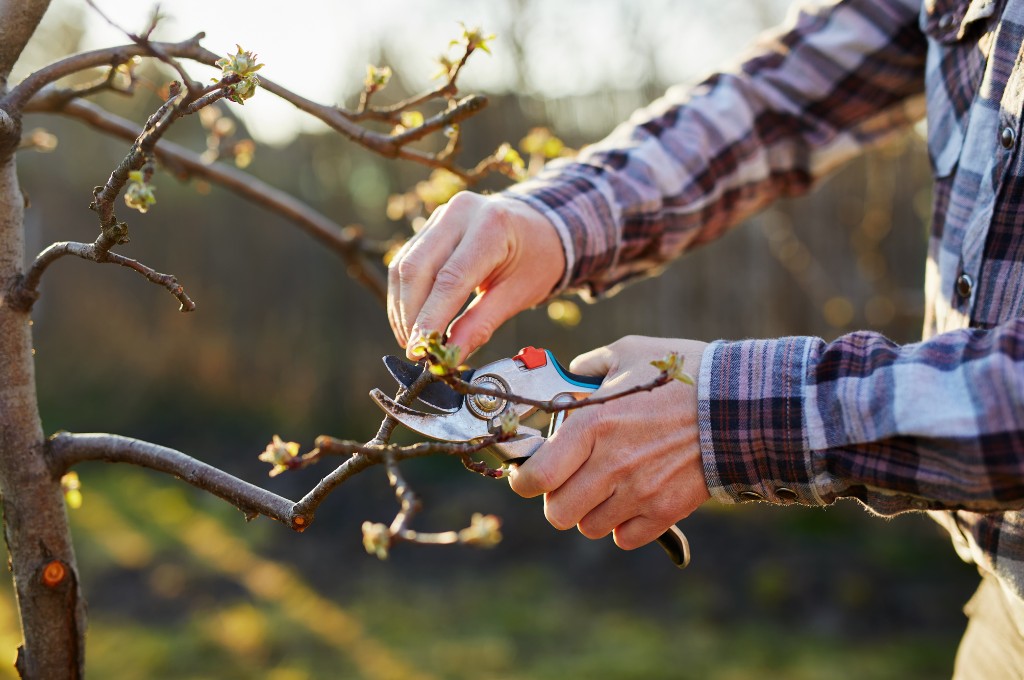 A homeowner pruning a young sapling for better branch structure in natick, ma.