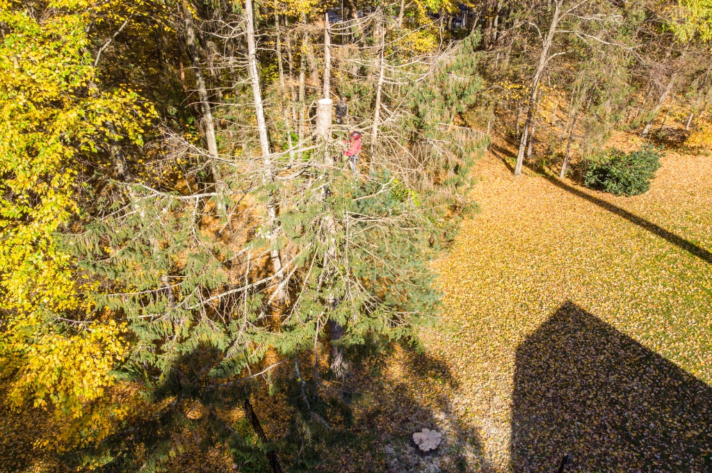 An aerial view of a member of the american climbers team removing a dying evergreen tree near a house.