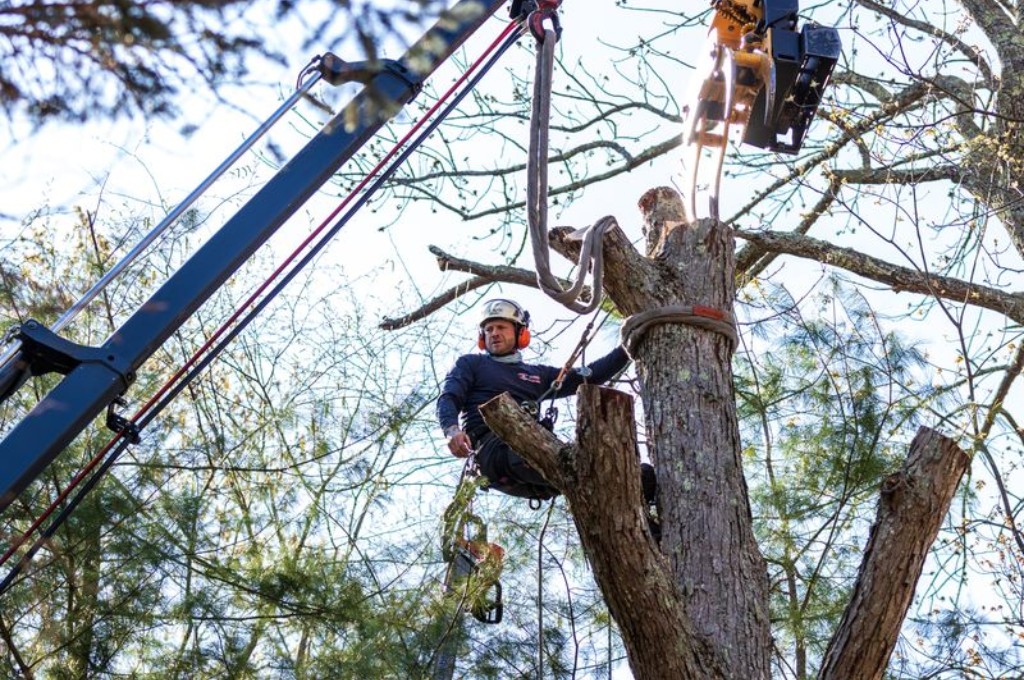 Crane Tree Removal: When You Need It and What to Expect A tree care professional in a hard hat and hearing protection sits harnessed in the upper trunk of a large tree, preparing to make a cut while the crane boom and rigging are positioned just above him.