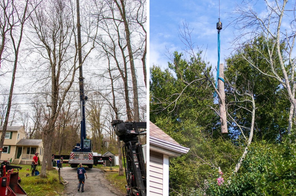 Crane Tree Removal: When You Need It and What to Expect A side-by-side comparison showing a blue truck-mounted crane set up in a residential driveway with crew members on the ground, and a close-up of a large tree trunk section being lifted by crane rigging over a rooftop.