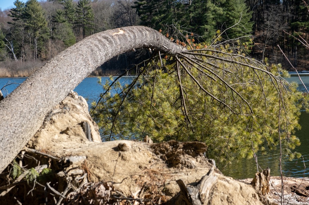 Uprooted tree leaning over a shoreline after a storm, exposing the root plate and severe structural failure.