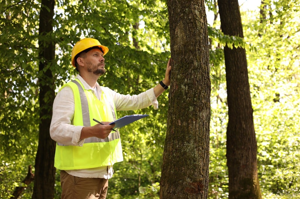 Arborist wearing a safety vest and hard hat inspects a mature tree trunk while recording observations on a clipboard during a tree health assessment.