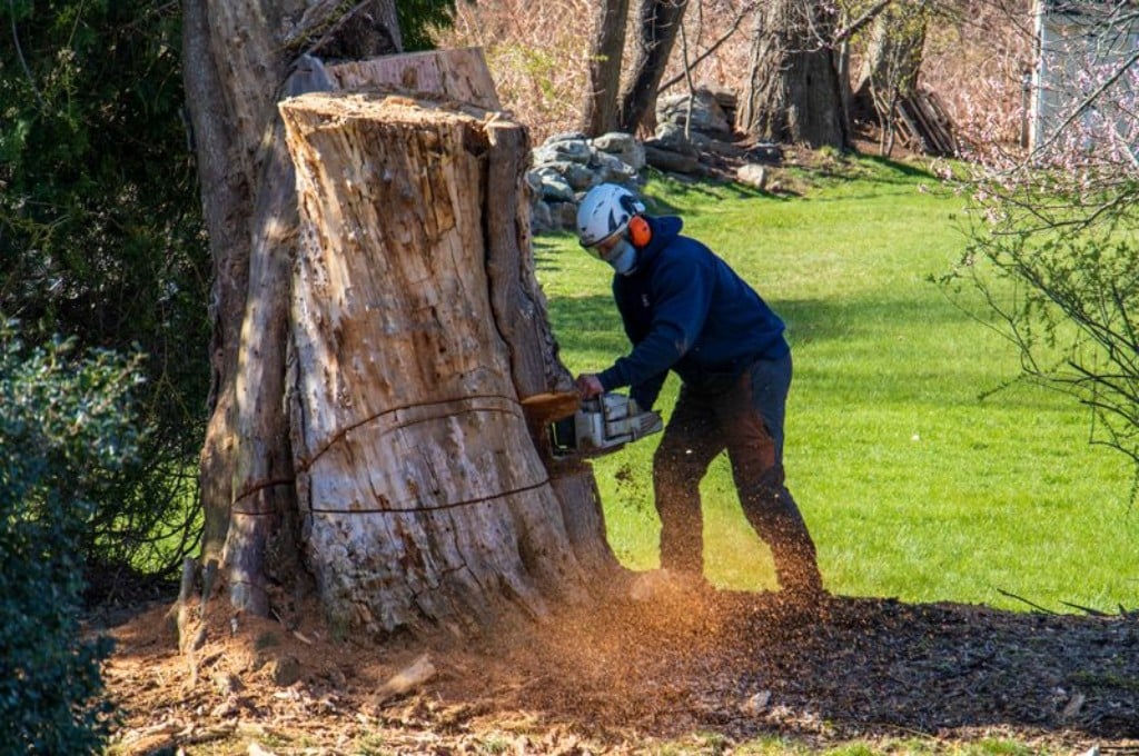 Arborist wearing protective safety gear removes a storm-damaged tree with a chainsaw during a professional tree removal.