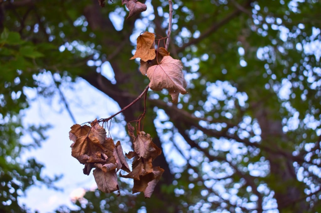 Brown, curled leaves hanging from a tree branch during summer, contrasting with healthy green foliage in the surrounding canopy.