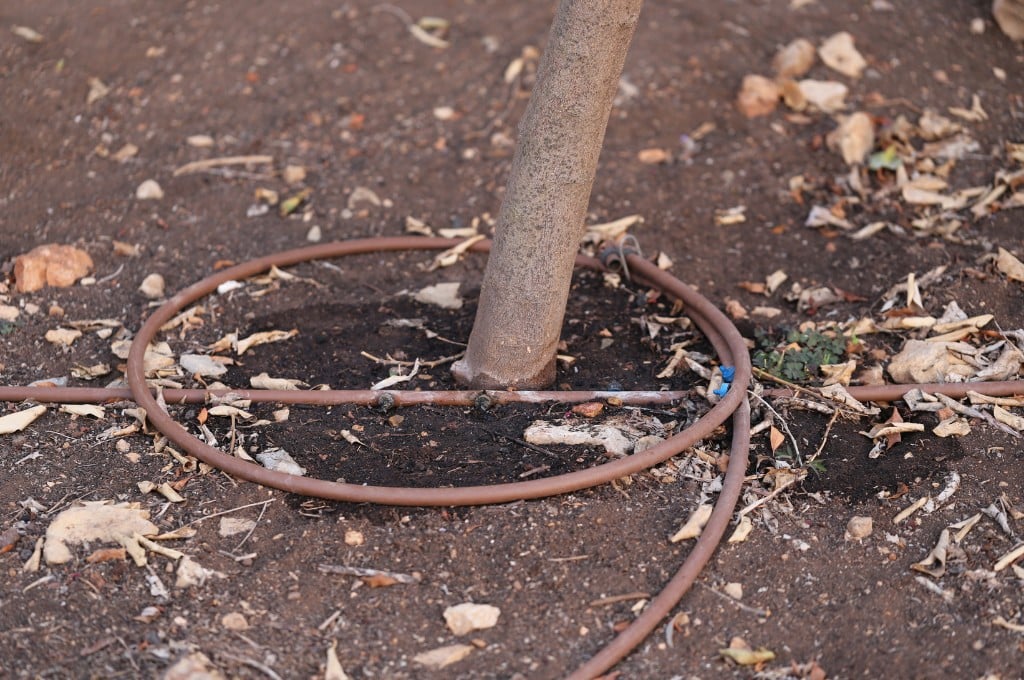 Soaker hose placed around the base of a young tree to provide slow, deep watering during dry conditions.