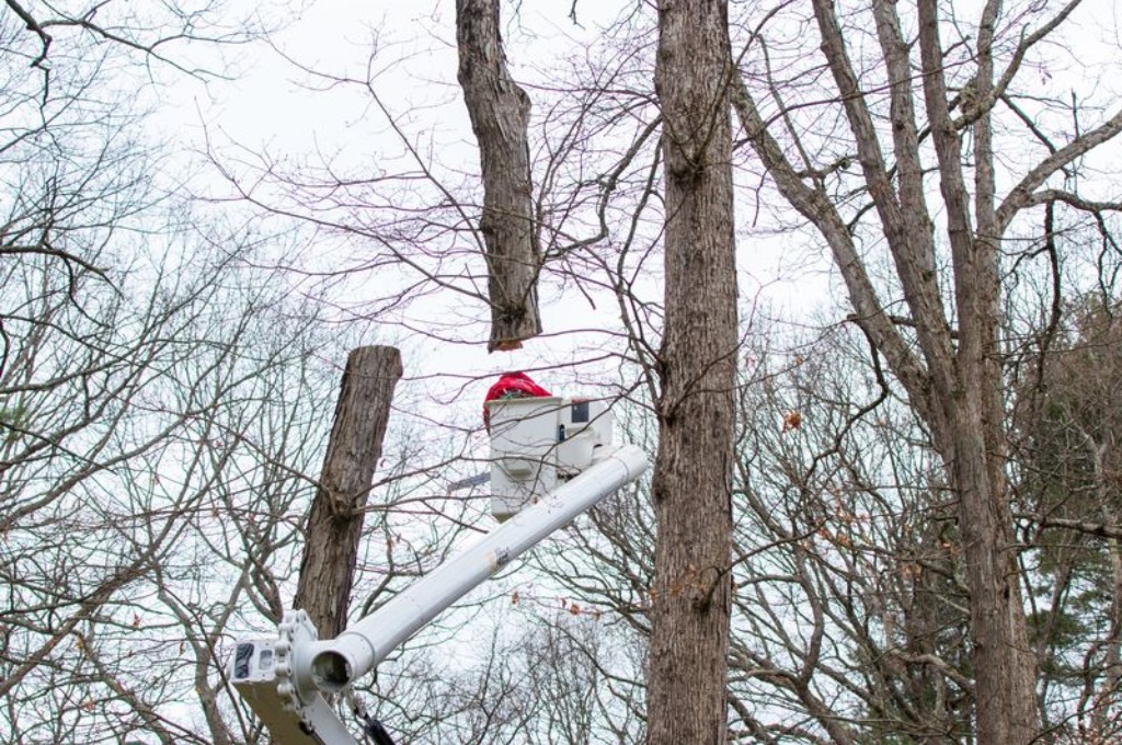 Is My Tree Dead or Dormant? How to Tell the Difference An american climbers tree professional working in a bucket lift among bare winter trees to remove branches.