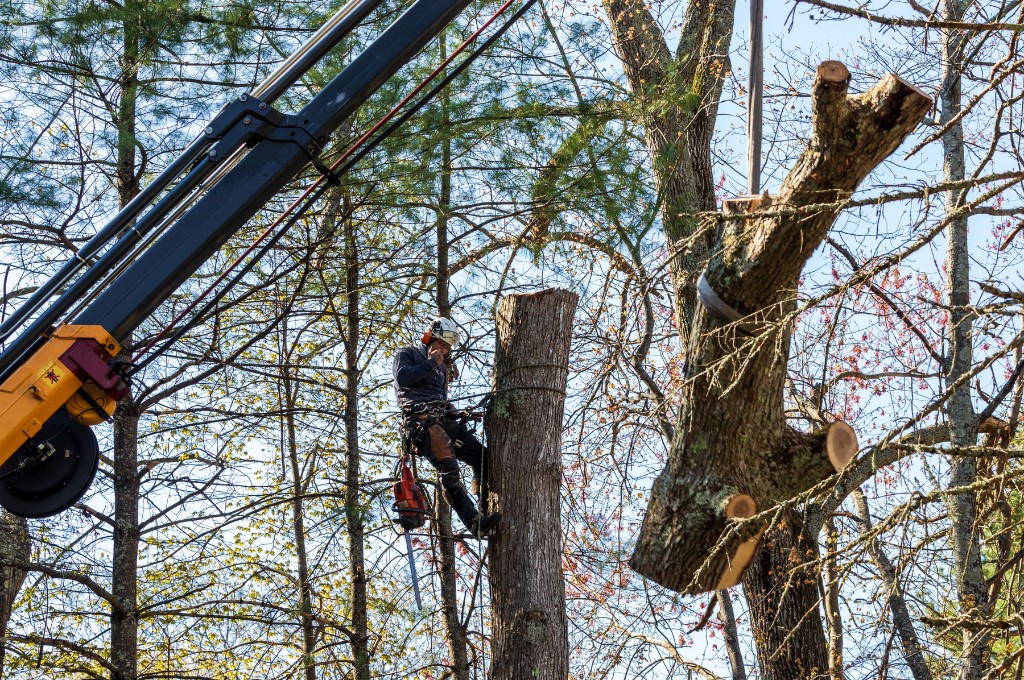 A tree care professional in full ppe works alongside a crane to safely lower a large section of tree trunk.