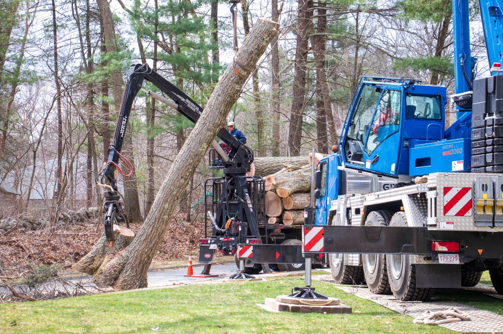 A tree service crew uses outrigger pads and crane mats to protect the lawn during a large tree removal.