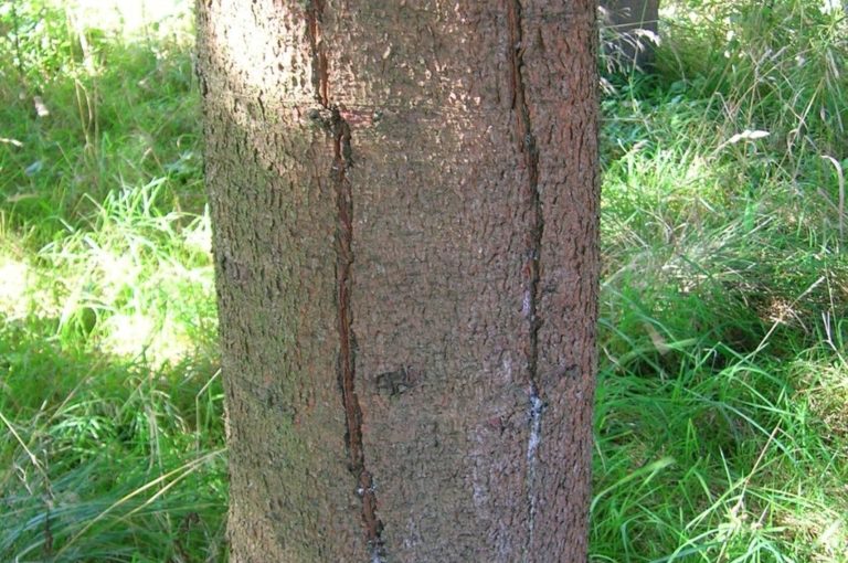 Frost Cracks FAQs About These Vertical Cracks in Trees American Climbers