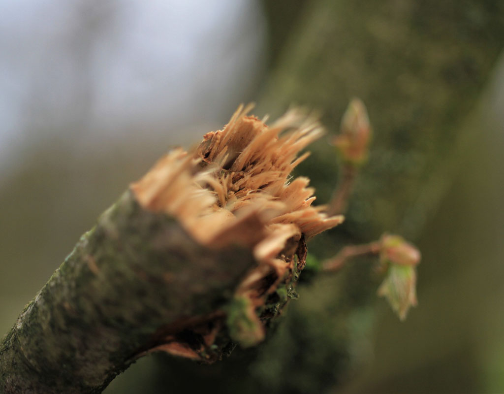 Close up of a broken tree branch caused by construction damage