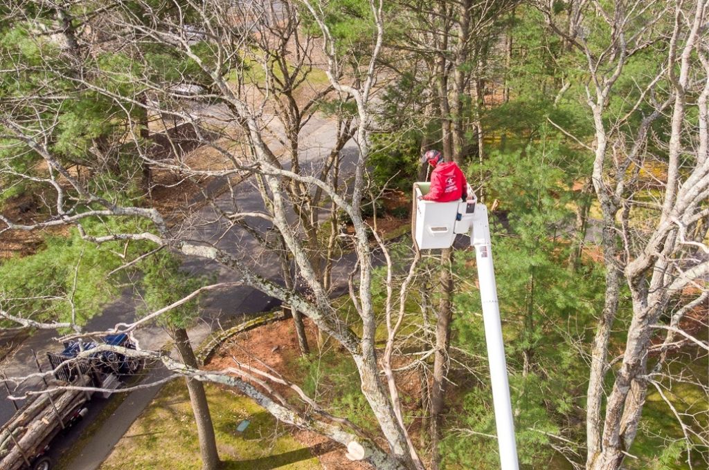 An American Climbers tree worker using a bucket truck to reach a tall deciduous tree.