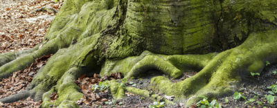Girdled tree roots covered in green moss