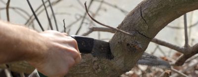 Close-up of a hand using a pruning saw on a tree branch