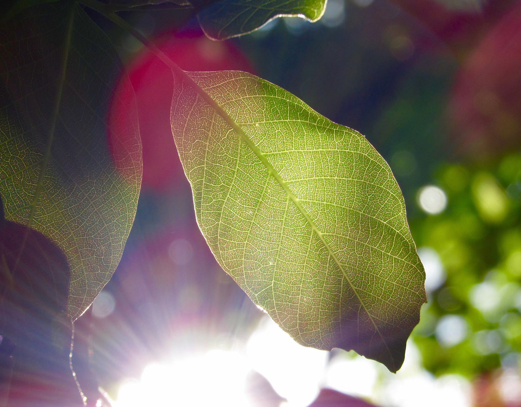 Tree leaves with sun shining behind