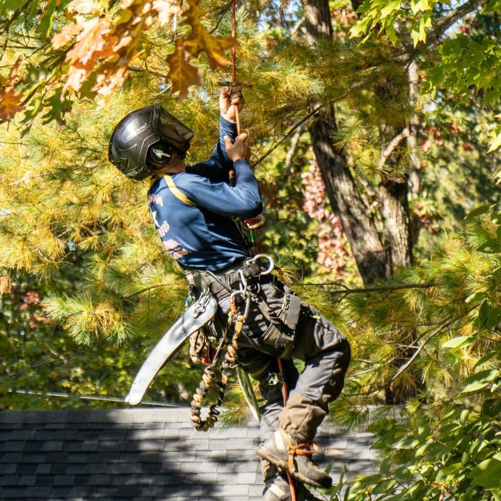 American climbers isa certified arborist ascending a climbing rope into the canopy of a tall pine, fully harnessed with hand saw on belt