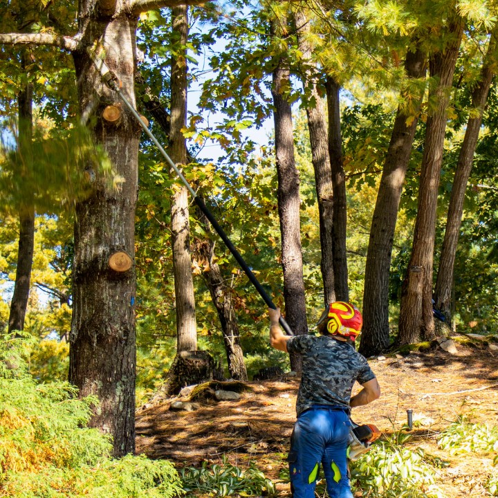American climbers arborist using a long pole saw to prune high branches from a mature tree in a wooded hopkinton property