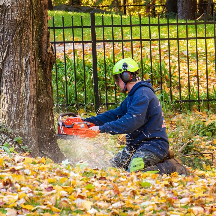 American climbers arborist using a chainsaw to make a felling cut at the base of a tree, with sparks flying and autumn leaves on the ground