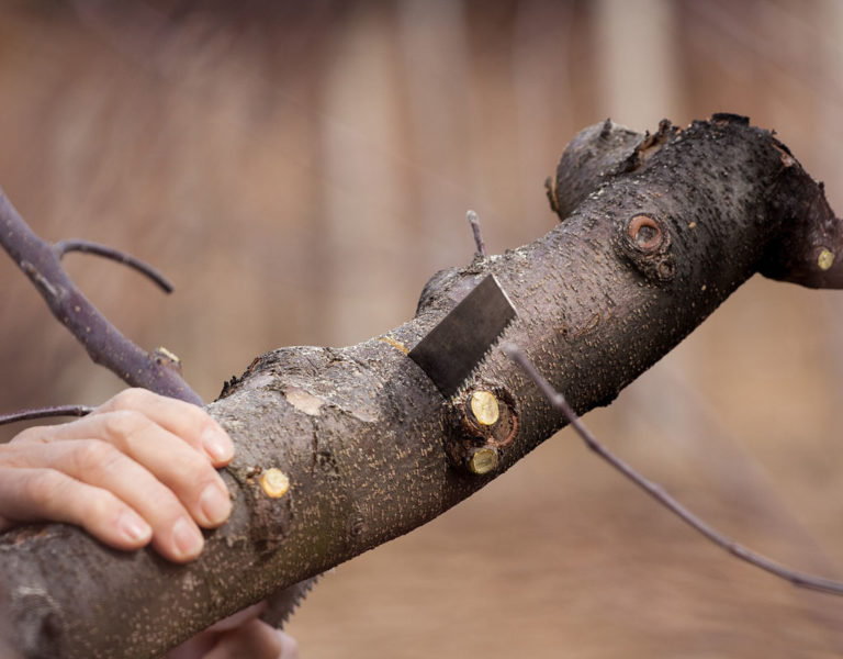6 Pruning Mistakes to Avoid [Poor Pruning Can Kill Your Trees