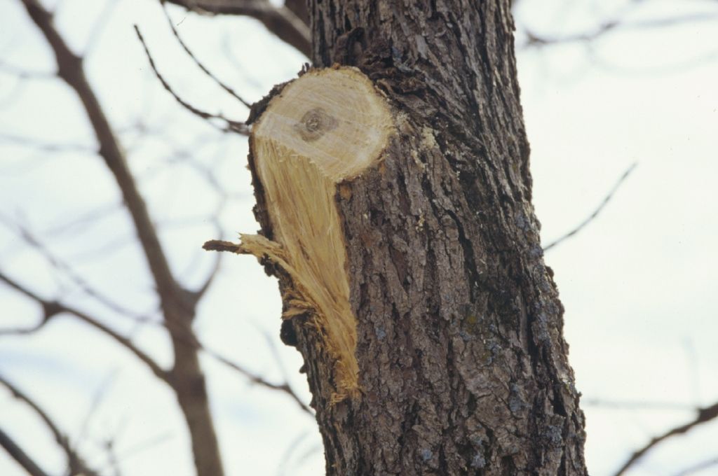 A tree trunk with an improperly pruned branch, showing bark peeling away from the underside due to a torn cut.