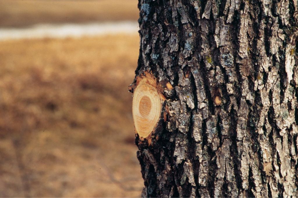 A tree trunk with a pruning wound that is flat against the tree, removing the branch collar, showing improper flush cutting.