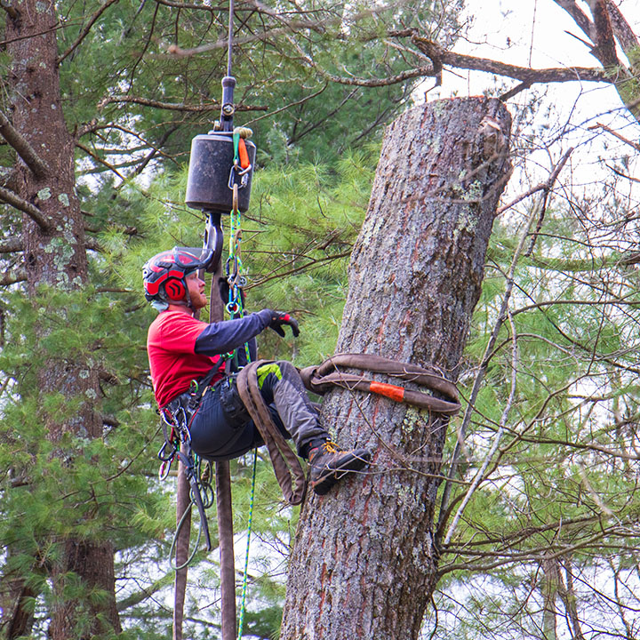 American climbers tree care professional dangling from the sling on a crane.