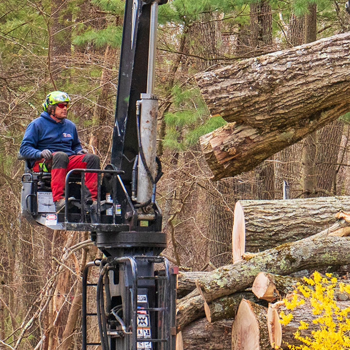 American Climbers crew in Hopkinton, MA piling up cut trees.