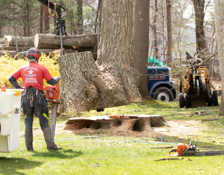 Stump Grinding FAQs What You Need To Know About Stump Removal American Climbers
